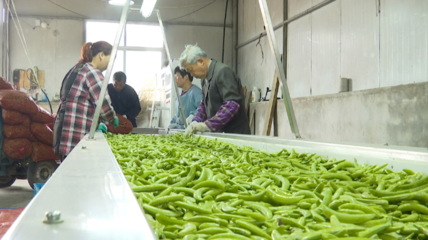 泰州泰兴:建强现代农业经营体系 促进乡村产业振兴